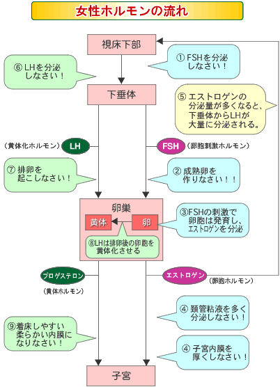 排卵の仕組み